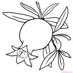 Printable Pomegranate Image For Coloring