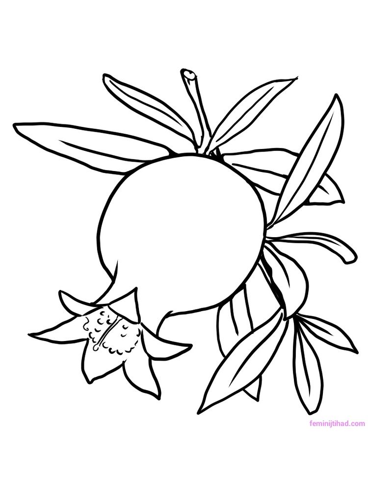 Printable pomegranate image for coloring