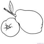 Free Quince Coloring Sheet Printable