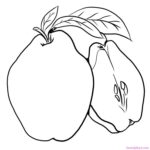Printable Quince Coloring Page Download