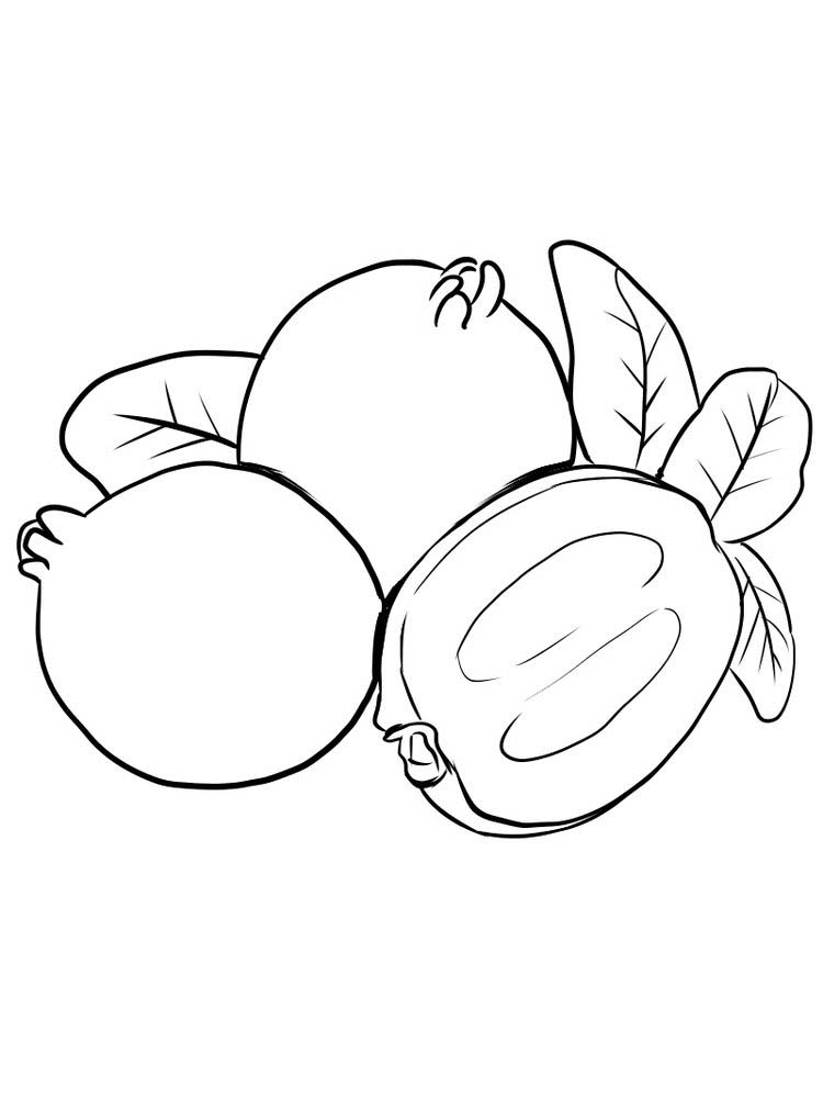 Printable Feijoa coloring picture print