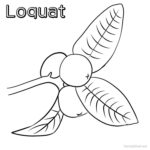 Printable Loquat Coloring Page Print