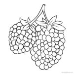Printable Marionberry Coloring Picture Download