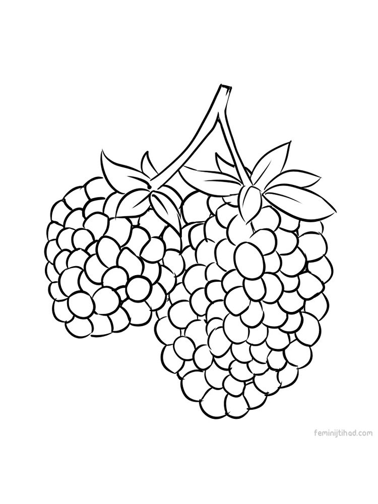 Printable marionberry coloring picture download