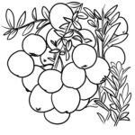 Download Cranberries Coloring Picture Print