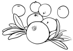 printable coloring pages of cranberries free